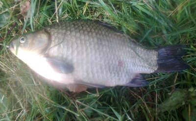 Sidabrinis karosas, 1,2 kg — Pakumulšių I-asis