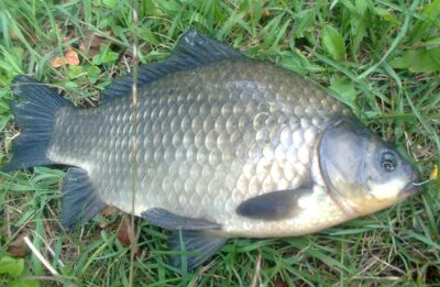 Sidabrinis karosas, 1,0 kg — Pakumulšių I-asis