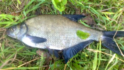 Karšis, 0,4 kg — Pakumulšių I-asis