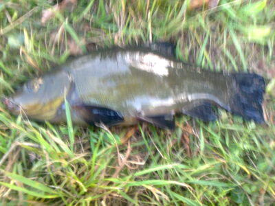 Lynas, 0,5 kg — Pakumulšių I-asis