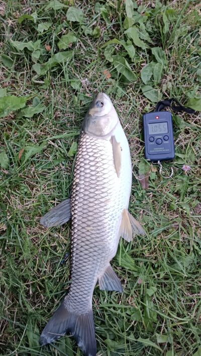 Baltasis amūras, 1,0 kg