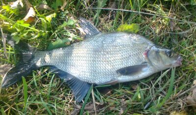 Karšis, 0,4 kg — Pakumulšių I-asis