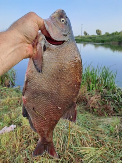 Karšis, 3,1 kg — Nemunas