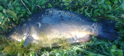Paprastasis karpis — Pakumulšių I-asis