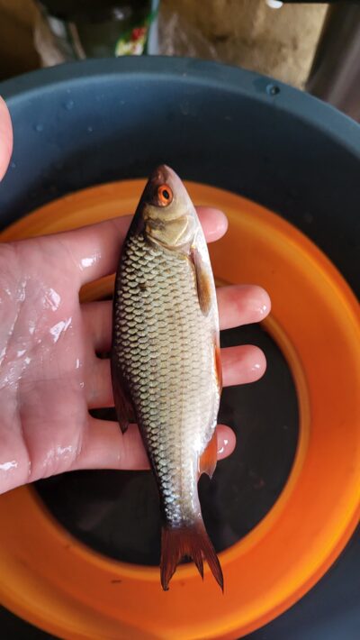 Paprastoji kuoja, 0,1 kg — Lėvuo