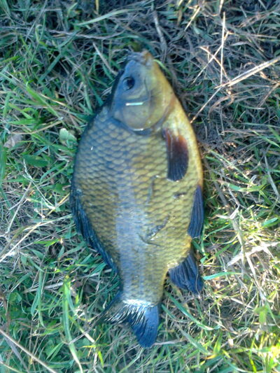 Auksinis karosas, 0,6 kg — Pakumulšių I-asis