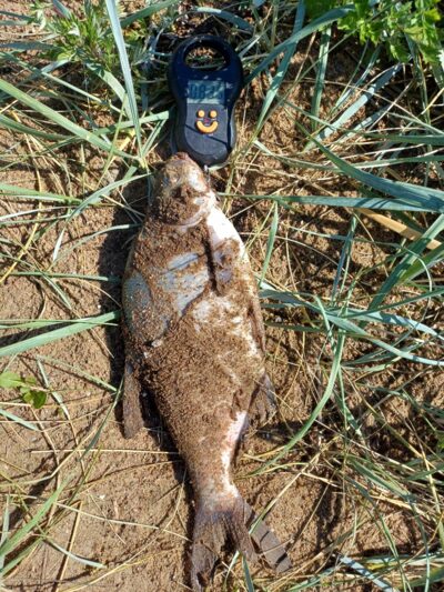 Karšis, 0,8 kg — Kuršių