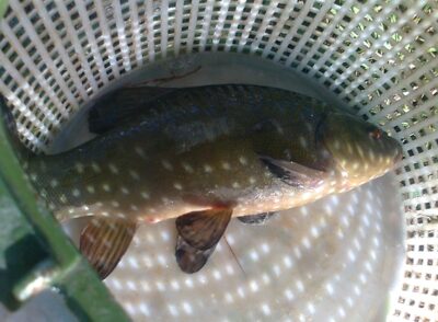 Lynas, 0,5 kg — Pakumulšių I-asis
