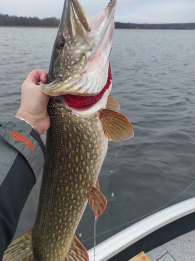 Lydeka, 5,8 kg — Drūkšiai