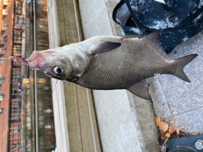 Karšis, 0,2 kg