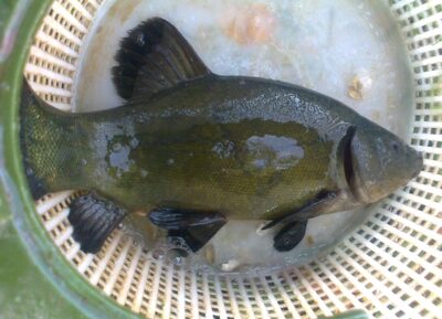 Lynas, 0,8 kg — Pakumulšių I-asis