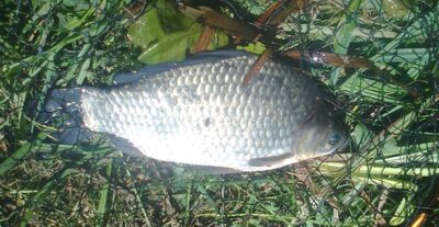 Sidabrinis karosas, 1,0 kg — Pakumulšių II-asis