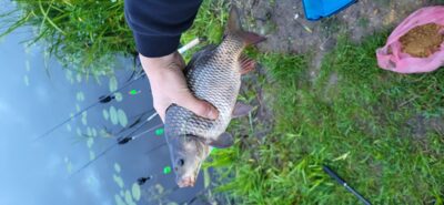 Sidabrinis karosas, 0,7 kg