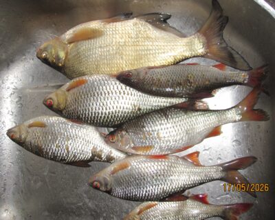 Karšis, 0,5 kg — Pakumulšių I-asis