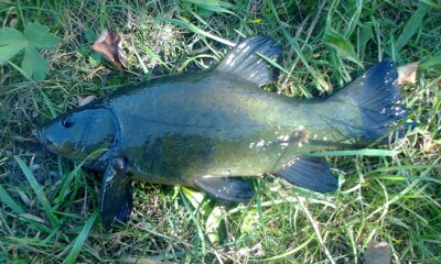Lynas, 0,6 kg — Pakumulšių I-asis
