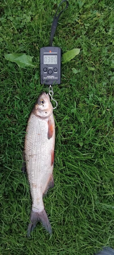 Žiobris, 0,3 kg