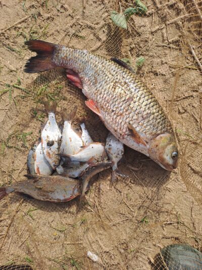 šapalas, 2,0 kg — Nemunas