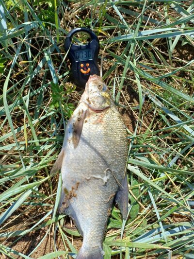 Karšis, 0,7 kg — Kuršių
