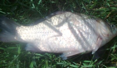 Sidabrinis karosas, 0,4 kg — Pakumulšių II-asis