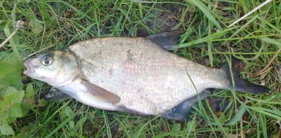 Karšis, 0,4 kg — Pakumulšių I-asis