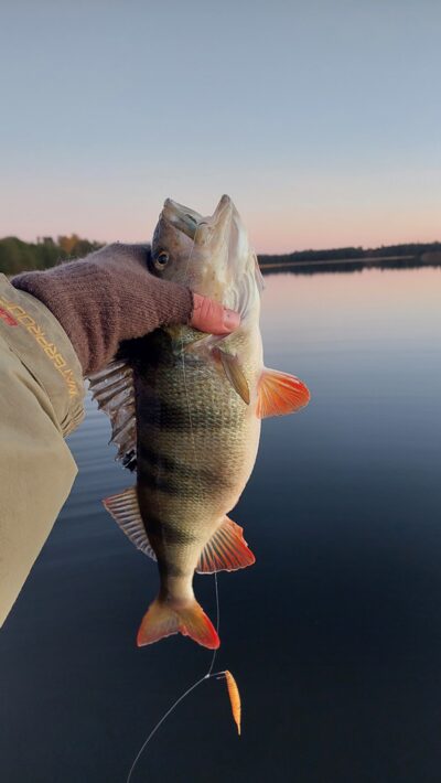 Ešerys, 0,9 kg — Stirniai