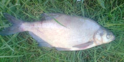 Karšis, 0,8 kg — Pakumulšių I-asis