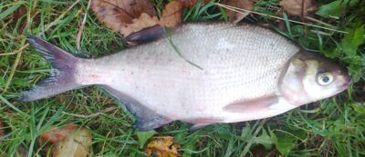 Plakis, 0,4 kg — Pakumulšių I-asis