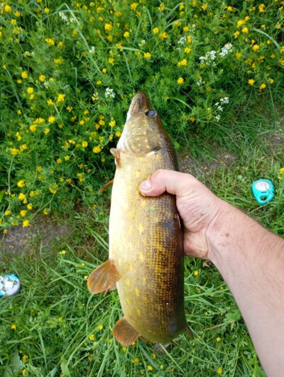 Lydeka, 2,6 kg