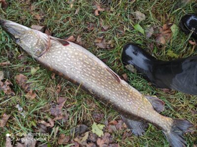 Lydeka, 7,4 kg — Nemunas