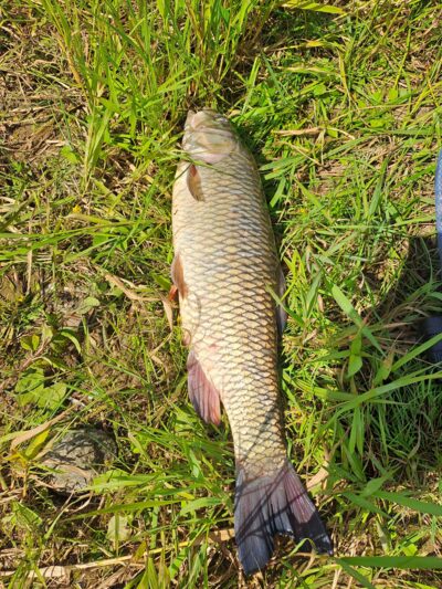 šapalas, 2,4 kg — Nemunas