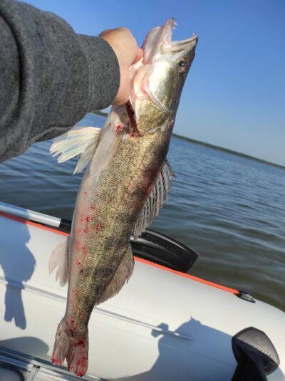 Starkis, 2,5 kg — Kauno marių