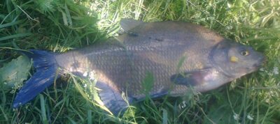 Karšis, 1,2 kg — Pakumulšių I-asis