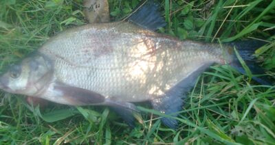 Karšis, 0,7 kg — Pakumulšių I-asis