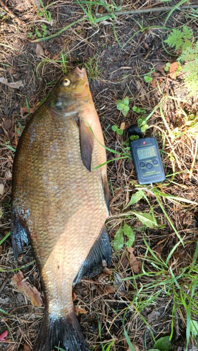 Karšis, 2,0 kg