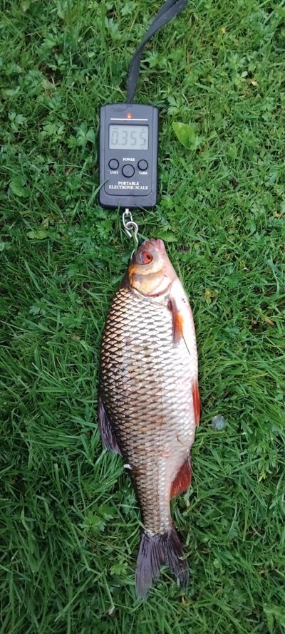 Paprastoji kuoja, 0,3 kg — Apaščia