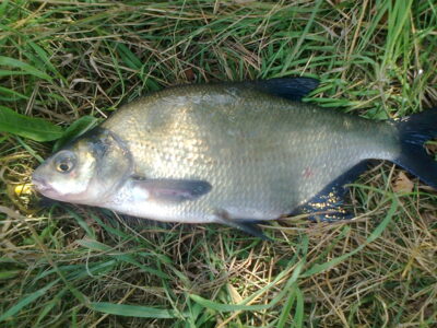 Karšis, 0,6 kg — Pakumulšių I-asis