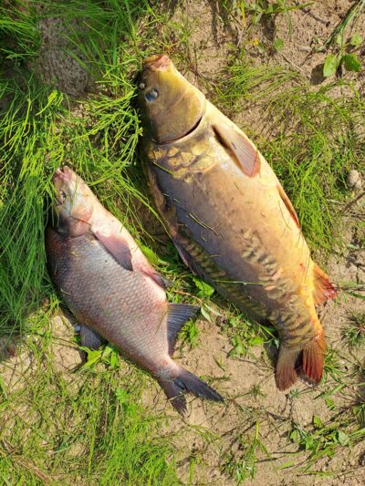 Karšis, 1,4 kg — Nemunas