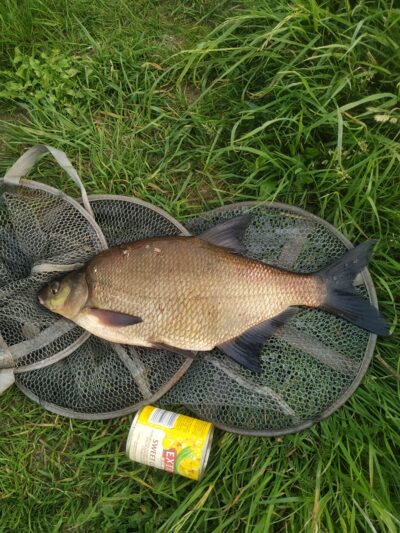 Karšis, 1,9 kg — Mūša