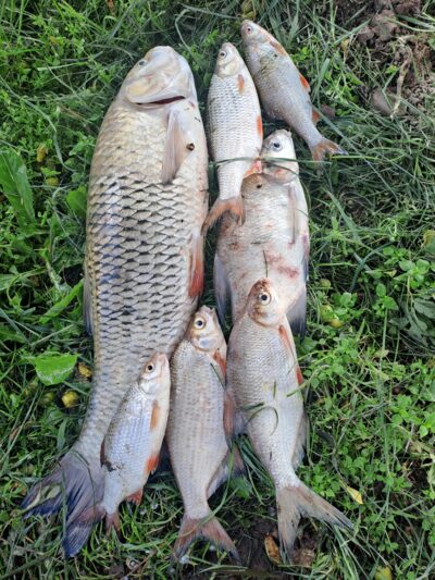 šapalas, 2,3 kg — Nemunas