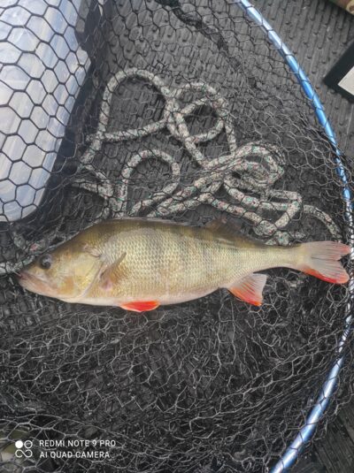 Ešerys, 0,6 kg — Avilys