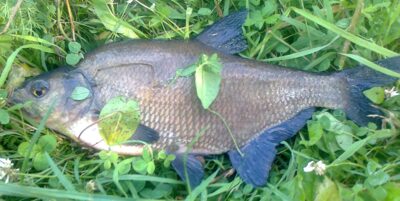 Karšis, 0,9 kg — Pakumulšių I-asis