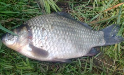 Sidabrinis karosas, 0,6 kg — Pakumulšių II-asis