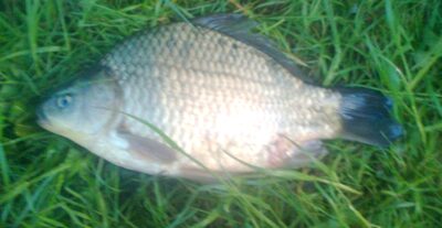 Sidabrinis karosas, 0,6 kg — Pakumulšių I-asis