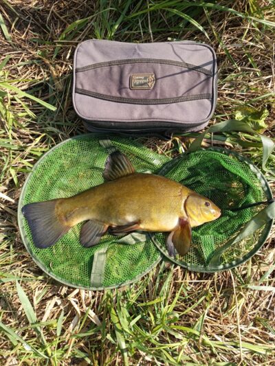 Lynas, 1,2 kg — Lėvuo