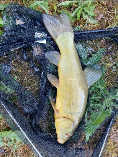 Lynas, 1,0 kg