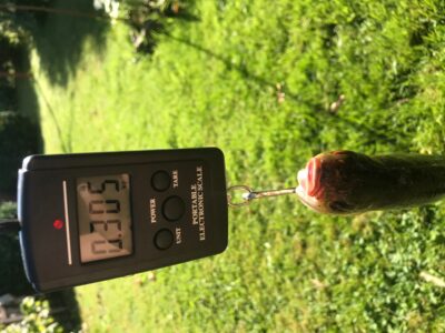 Paprastoji kuoja, 0,3 kg