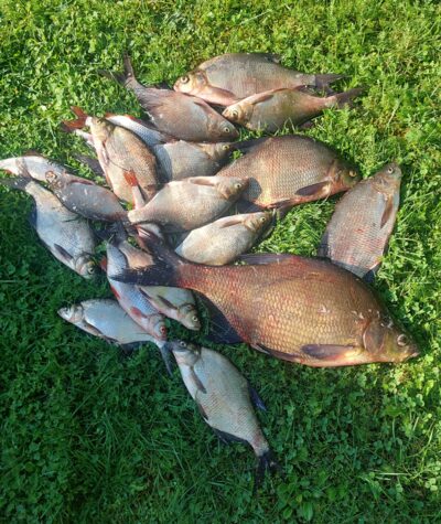 Karšis, 2,0 kg — Stirniai