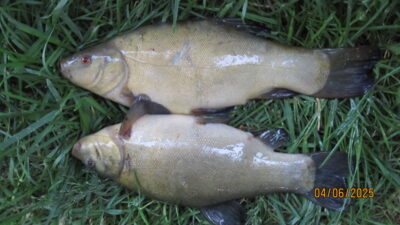 Lynas ×2 — Pakumulšių I-asis