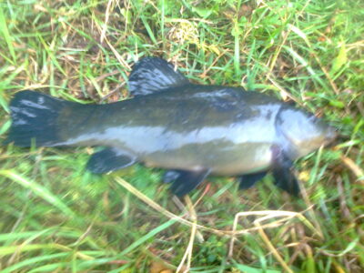 Lynas, 0,8 kg — Pakumulšių I-asis