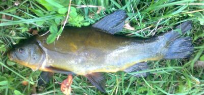 Lynas, 1,0 kg — Pakumulšių I-asis